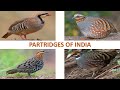 Partridges of India 🇮🇳 | Birds | Indian Birds