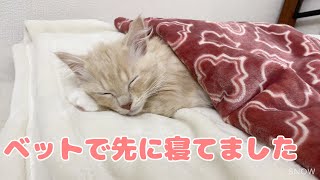 猫が布団で待っているので一緒に寝ます！