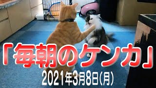 我が家の猫たち「毎朝のケンカ」2021年3月8日(月) \