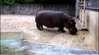 プールにゆっくり入るカバ マイ 東武動物公園 Tobu Zoo Hippopotamus Mai