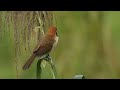 spot breasted parrotbill