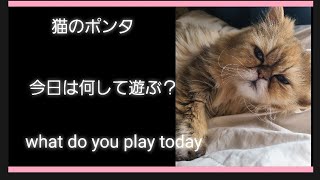 猫。猫のポンタ。今日は何して遊ぶ？what do you play today。の姿がこちらです。可愛い猫。cute cat。