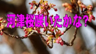 河津桜咲いたかな？　鹿児島ふれあいスポーツランド