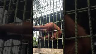 Orangutan grabs zoo visitor who jumped guardrail | USA TODAY #Shorts