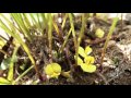 #CONNECTProject: Flowering and podding of bambara groundnut