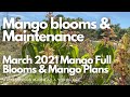 Mango Blooms & Maintenance | When Young Mango Trees Begin to Bloom