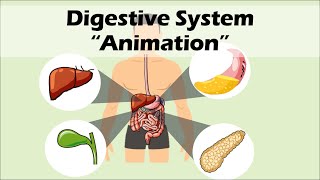 DIGESTIVE SYSTEM | Biology Animation