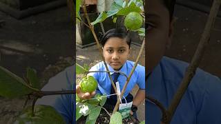 ചെറിയൊരു പേരക്ക തൈ വച്ചു രണ്ടു മാസം കൊണ്ട് ഇത്രയും പേരക്കയോ😳| Taiwan PinkGuava #shorts #babyskitchen