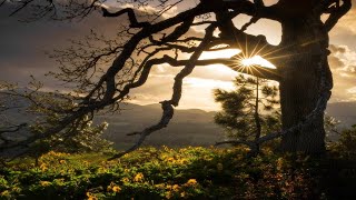 Beautiful Relaxing Hymns, Peaceful Instrumental Music,Spring Morning |soothing relaxation |sun media