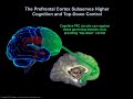 the neurobiology underlying physician