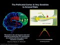 the neurobiology underlying physician