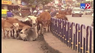 Bhavnagar roads plagued by stray cattle menace | Tv9GujaratiNews