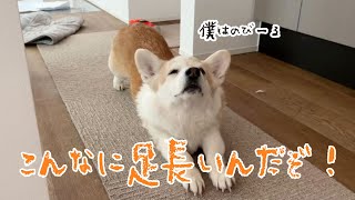 短い足を頑張って伸ばすコーギーが可愛い！！