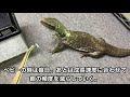 【サバンナモニターの飼い方】サバモニを眺めながら飼い方について説明する【この季節必見！！】