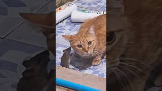 Cats vs Animals 😭🤣 #funny #cats #animals #catvideos