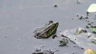 Озёрная лягушка. ( Pelophylax ridibundus )