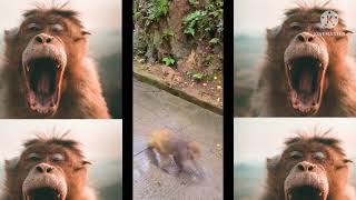 monkey mommy loves his baby |how to make fun with🐒❤️|everyday monkey funny video 😂🐒#monkey