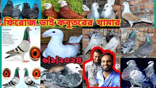 জেট কবুতরের দাম || সবচেয়ে কম দামে কবুতর কিনুন ||মাগনা দামি কবুতর কিনুন ||৬।১।২০২৫