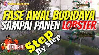 PENJELASAN DARI AWAL BELI INDUKAN SAMPAI PANEN LOBSTER AIR TAWAR - STEP BY STEP