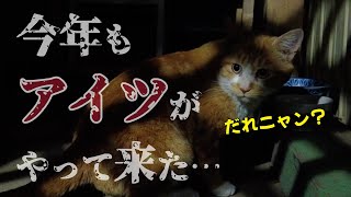 【誰のこと？】去年悩まされた「アイツ」がやって来た！｜野良猫