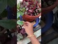 yerra thotakura red amaranthus ఎర్ర తోటకూర food telugushorts naturalfarming balconygardening