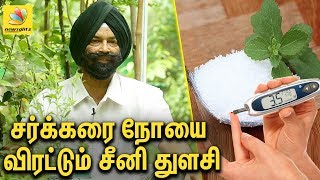 சர்க்கரை நோயை விரட்டும் சீனி துளசி | Seeni Tulasi benefits : Interview | Jaswant Singh Garden