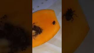 দেশি আমের পোকা। #mango #insects #আম #আমের #পোকা  #গুটি আম