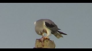 Black Winged kite with kill  कापसी घार आणि शिकार