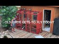 Pigeon liberation -15 miles.  & Pigeons Loft Flying 80-90mph