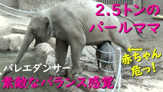 タオ🐘赤ちゃんゾウ 危なっ！☆２.５トンのママのバランス感覚✨【円山タオちゃん物語７】