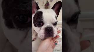 うちの子が可愛すぎる😂【フレンチブルドッグ  frenchbulldog】