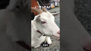 良く噛んで食べるヤギ　#shorts #goat #ヤギ