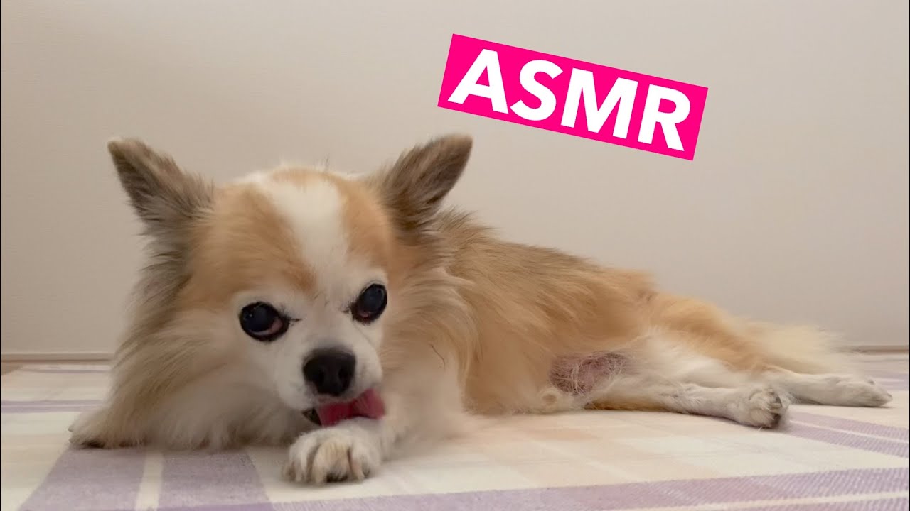 Asmr Dog Self Grooming Cute Youtube