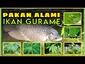 Pakan Alami Ikan Gurame Agar Cepat Besar | Daun Apa Saja?🤔