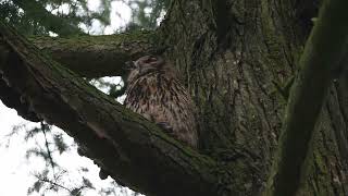 De oehoe  - Bubo bubo