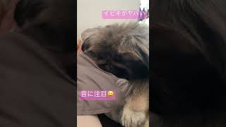 いつも、イビキはこんな感じ#ペキニーズ #cutedog