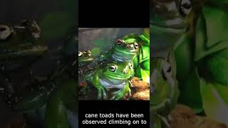 why are frogs stackable?