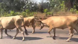 Happy Cows Skipping On The Road - Guinea Conakry to Boke