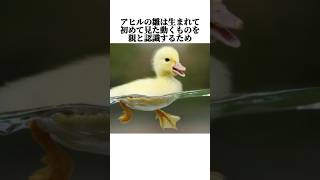 【アヒル】の面白い雑学 #shorts #鳥ビア #雑学