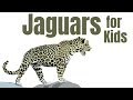 Jaguars for Kids