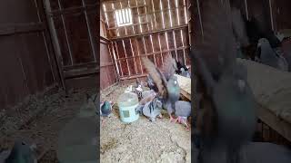 Pigeons water feeding #pigeonbaby #birds #racingpigeons #pigeon #pigeonloft