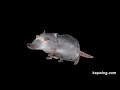 rats birthday mixtape