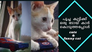 പൂച്ച കുട്ടിക്ക് ഒരു ടോയ് കാർ കൊടുത്തപ്പോൾ | cute and funny cat video