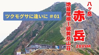 赤岳2899m ツクモグサに遭いに ＃01