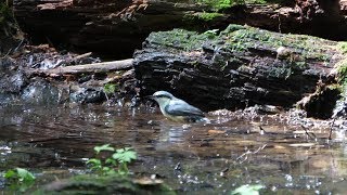 河口湖フィールドセンターのゴジュウカラの水浴び　その２２（4K60P動画）