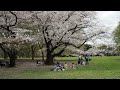 代々木公園　お花見散歩　2023 3 24 29