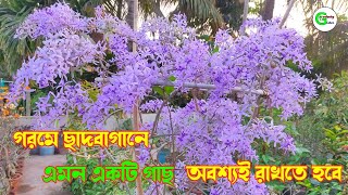 নীলমণি লতা || গরমে ছাদবাগানে এই গাছ অবশ্যই রাখতে হবে || Gardening Culture...