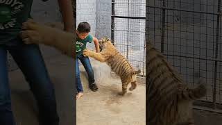 Kid Playing With Bengal Tiger Cub | Nouman Hassan |