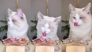 【珍珠米超珍】🐱#19 沉浸式吃播 ASMR 生骨肉 | 不吃牛牛的时候，总觉得”不得劲”…#吃货猫 #沉浸式吃饭 #布偶猫