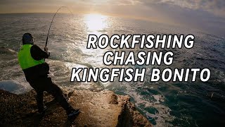 Summer pelagics! Kingfish and Bonito on the rockfishing!